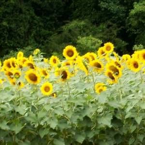 Meet your Posher, Terri